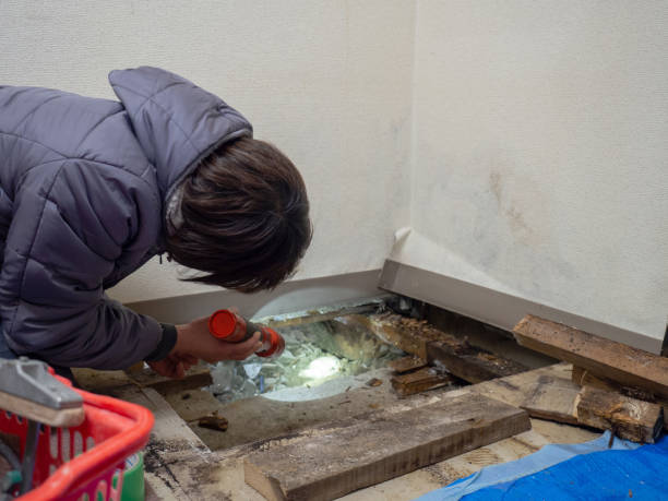 Best Basement Mold Removal  in Montevideo, MN