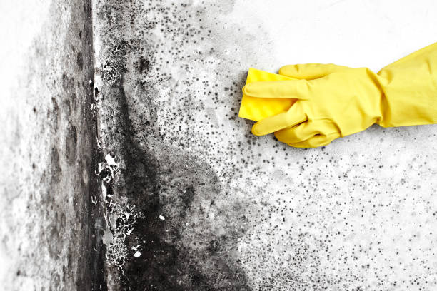Mold Remediation for Vacation Homes in Montevideo, MN