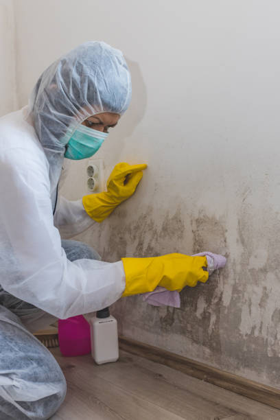 Best Mold Remediation for Vacation Homes  in Montevideo, MN