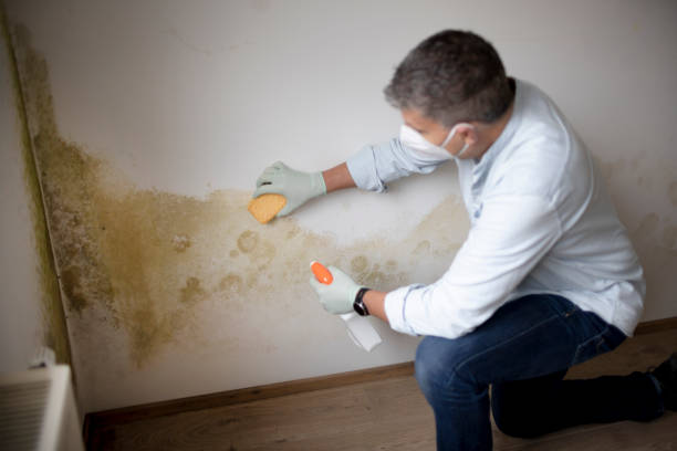 Best Industrial Mold Remediation  in Montevideo, MN