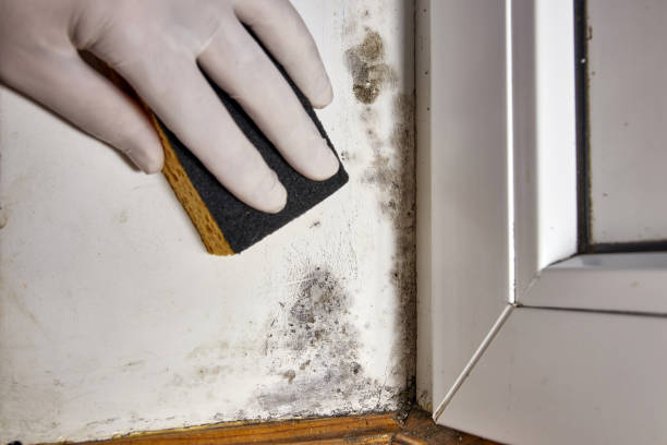 Best Mold Odor Removal Services  in Montevideo, MN