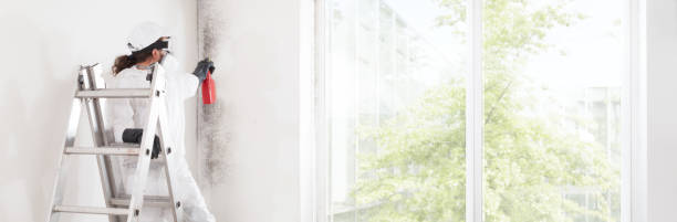 Best Mold Prevention Services  in Montevideo, MN